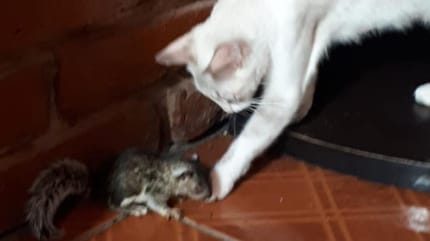 gata adopta a ardilla bebe para su camada