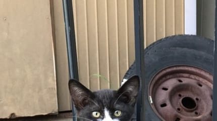 Katze mit außergewöhnlicher Musterung