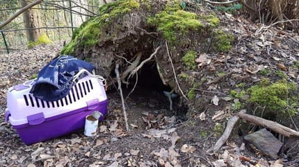 Höhle im Wald und Katzentransportbox