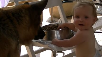 Baby füttert Schäferhund