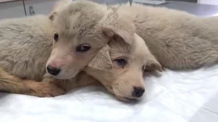 Rescuer makes heartbreaking discovery of puppies dumped in a rubbish bin