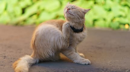 Katze kratzt sich