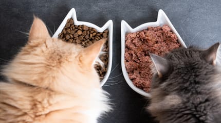 gatos alimentacion mixta