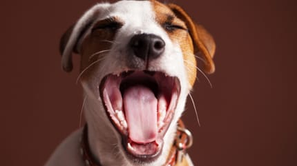 Jack Russell dog with mouth open
