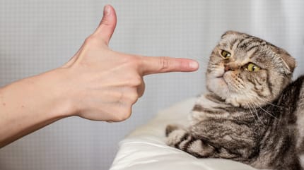 Katze wird geschimpft