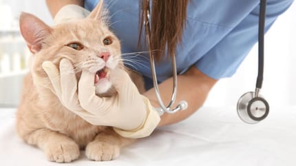 veterinaria-visita-cavo-orale-gatto