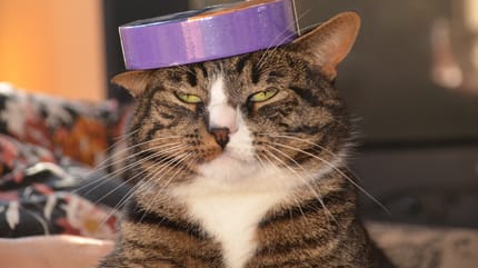 gato fastidiado con una cinta en la cabeza