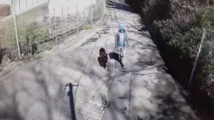 Schäferhund auf Überwachungskamera