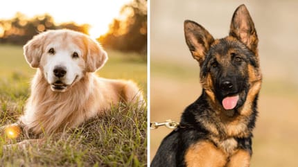 Labrador und Schäferhund