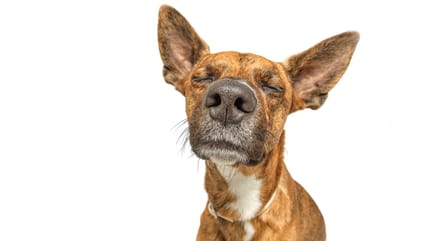 enfermedades que detectan los perros