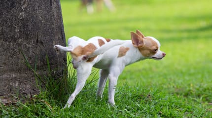 Chihuahua  peeing on a tree