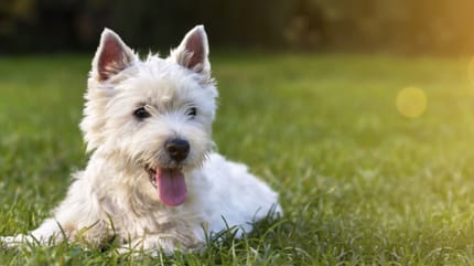 Bichon frise dog in grass