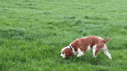 cane fiuta qualcosa in un prato