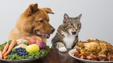 como alimentar perro gato coronavirus