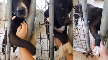 black and white dog holding paw out of shelter kennel