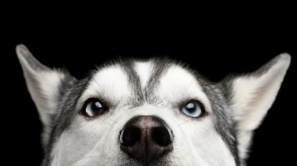 Hundeaugen Husky