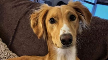 brown lurcher