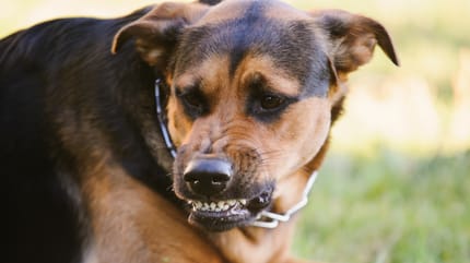 Hund knurrt mich oder Familienmitglieder an
