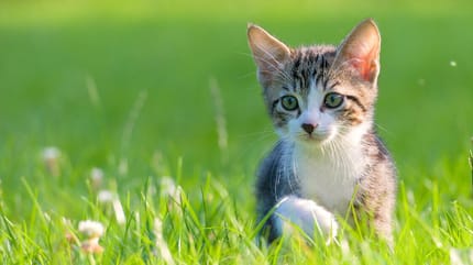 Maikätzchen Maikatzen