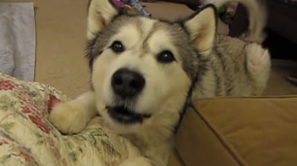 Alaskan Malamute whining