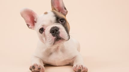 bulldog-francese-cucciolo-zampe-nuotatore