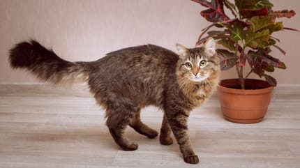 gummibaum giftig für katzen?