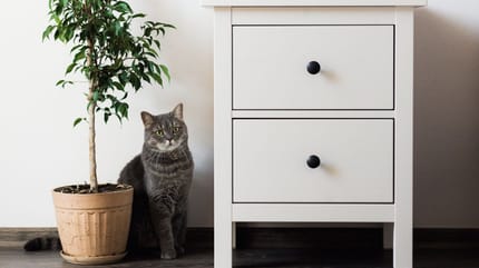 Birkenfeige Katze giftig?