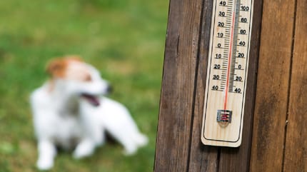 cómo es un golpe de calor en perros