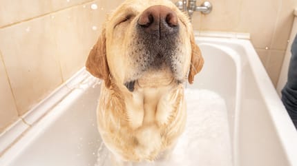 Un perro toma un baño