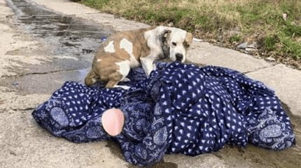 pitbull abandonado nochevieja mantita dallas