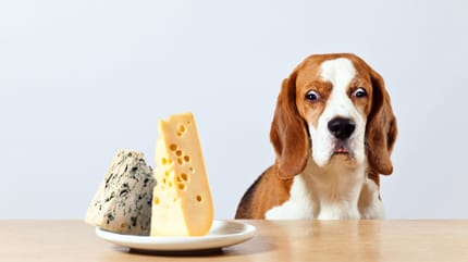 alergia alimentaria en perros