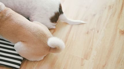 code-di-cani