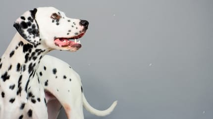 Cane di razza Dalmata con disturbi cutanei
