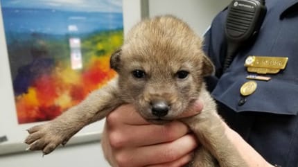 coyote perro cría