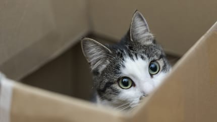 gatto in uno scatolone