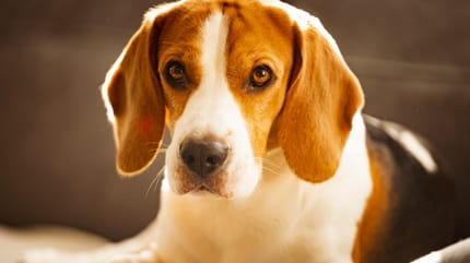 Beagle dog