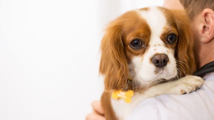 Cavalier King con diarrea da stress tra le braccia del padrone