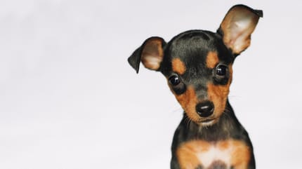 perro pequeño adorable