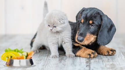 Hund und Katze vor Gemüse