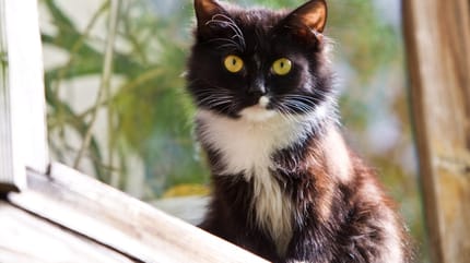 Black and white cat on a window seal