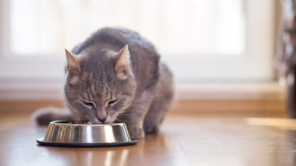 Grey cat eating from a food bowl