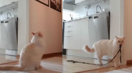 Ragdoll cat home alone