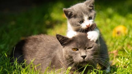 gattino-gioca-con-mamma-gatta