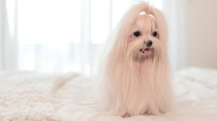 perro bichón maltés blanco
