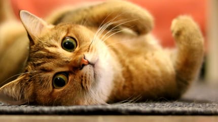 Ginger cat lied down