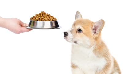 cachorro y tazón de croquetas