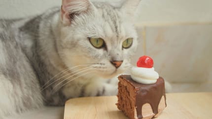 Grijze kat voor chocoladetaartje