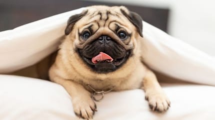 Carlino-gioca-nel-prato