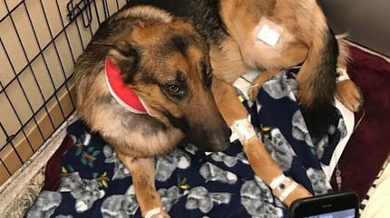 ranny-owczarek-niemiecki-rex