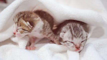 gatos recien nacidos